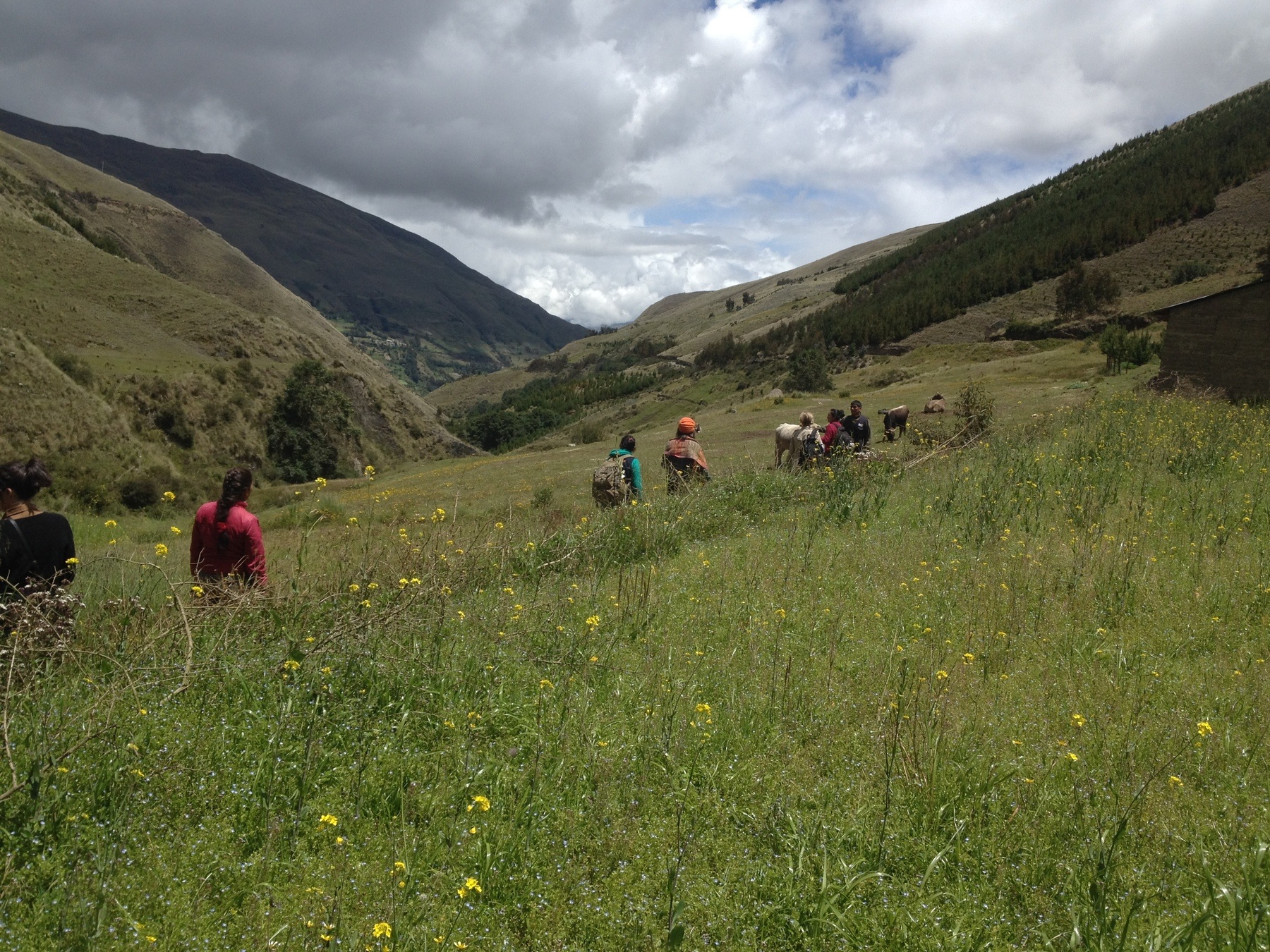 fields in Peru
