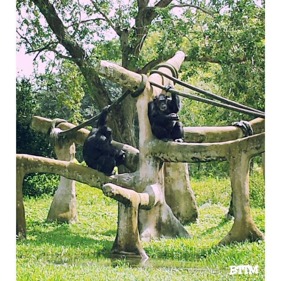 Chimps at Zoo Miami