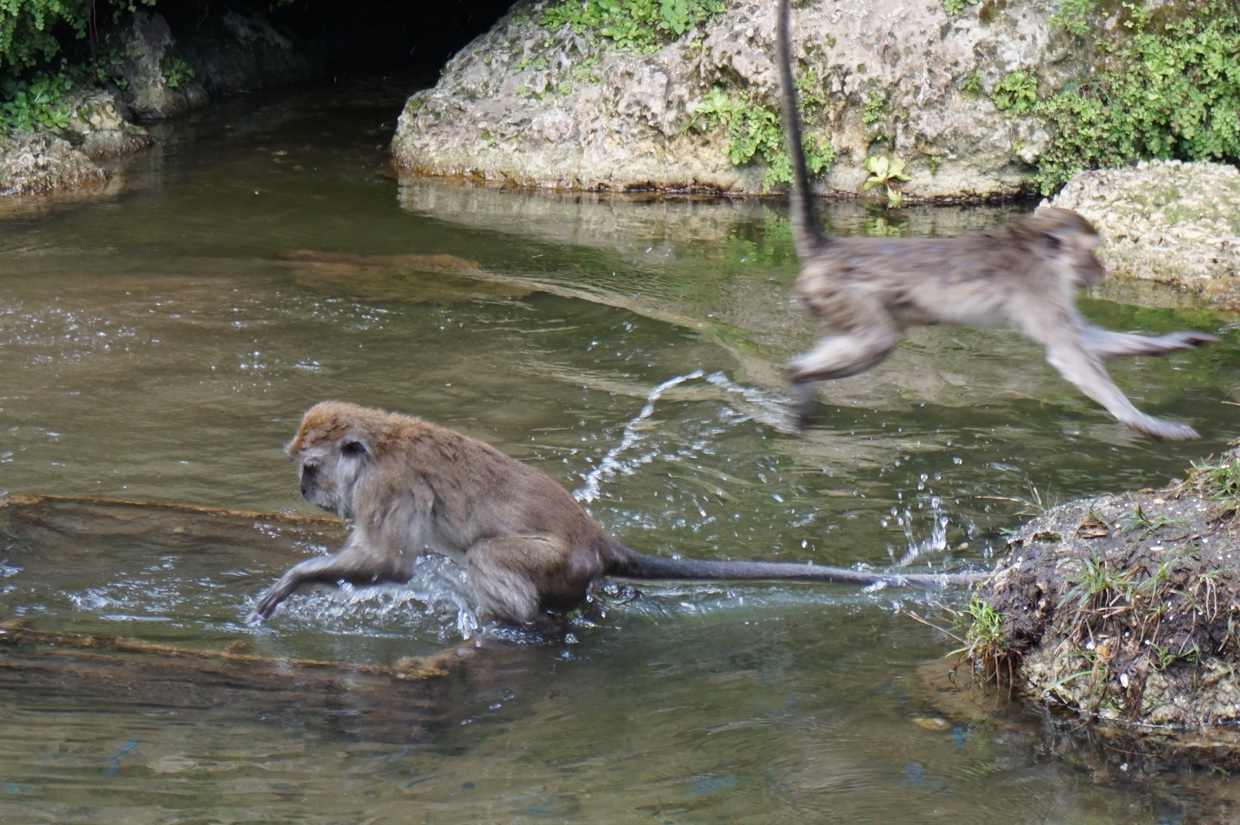 Java macaques love to play in the water at Monkey Jungle