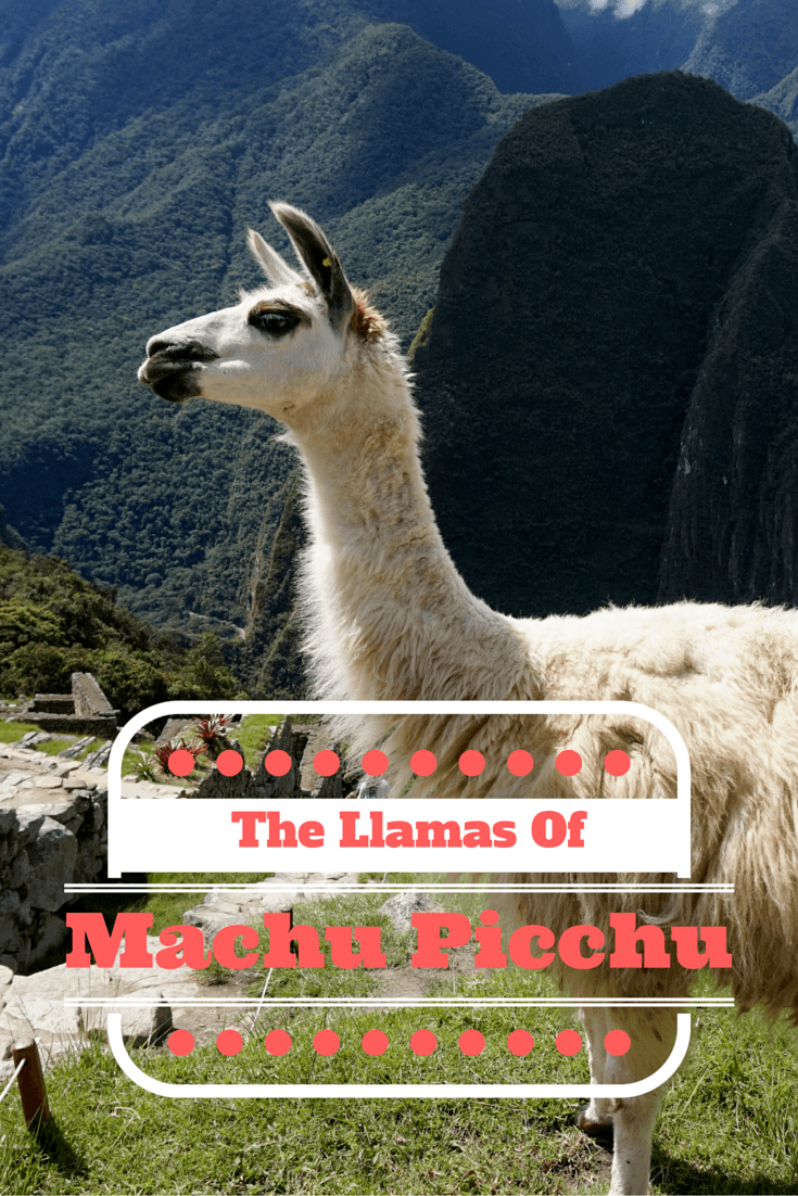 Machu Picchu is a UNESCO World Heritage Site and one of the New 7 Wonders of the World, but the llamas of Machu Picchu are famous in their own right!!