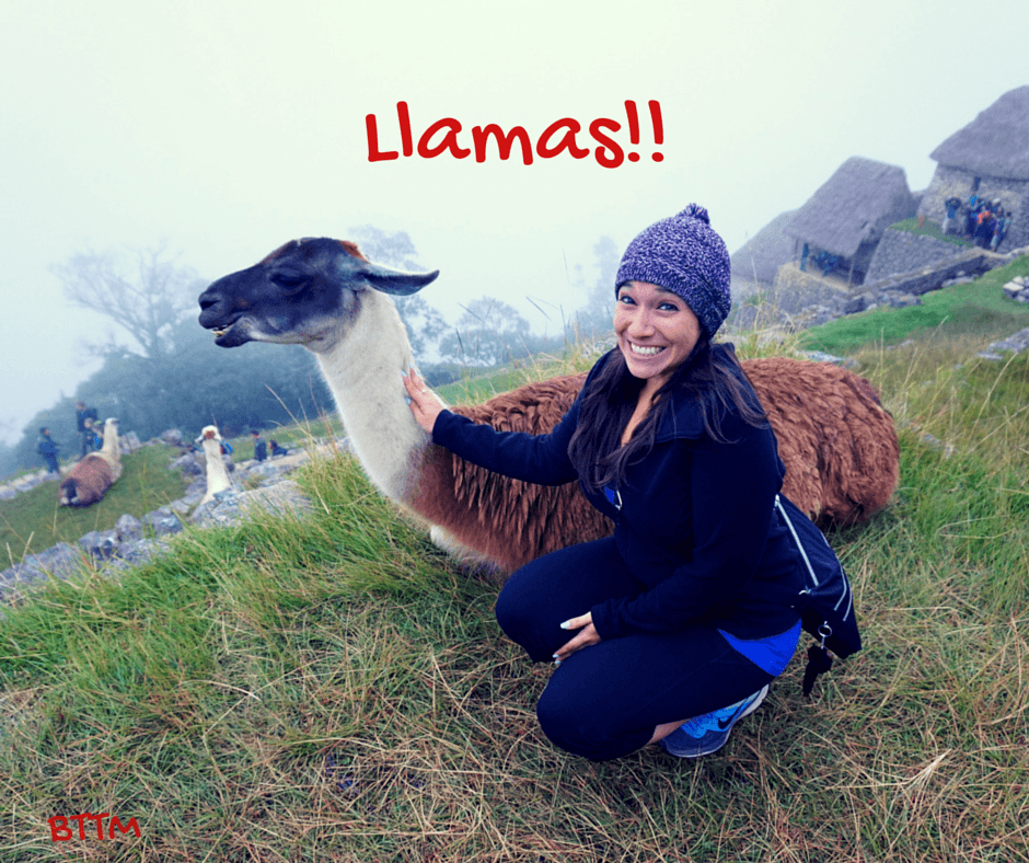 Buddy The Traveling Monkey Llamas of Machu Picchu
