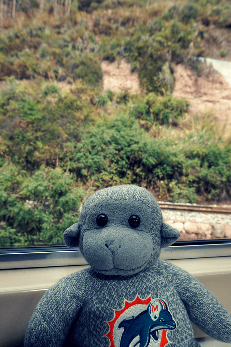 Buddy inside the train heading to Machu Picchu