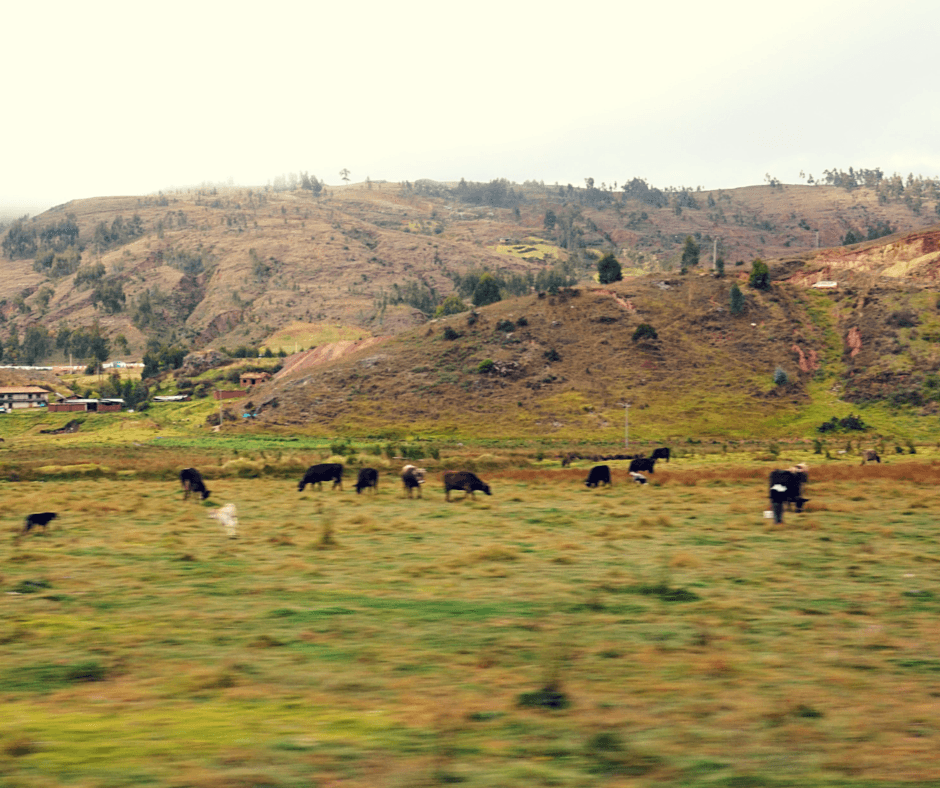 Views from the train heading to Machu Picchu