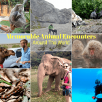 Memorable Animal Encounters Around The World