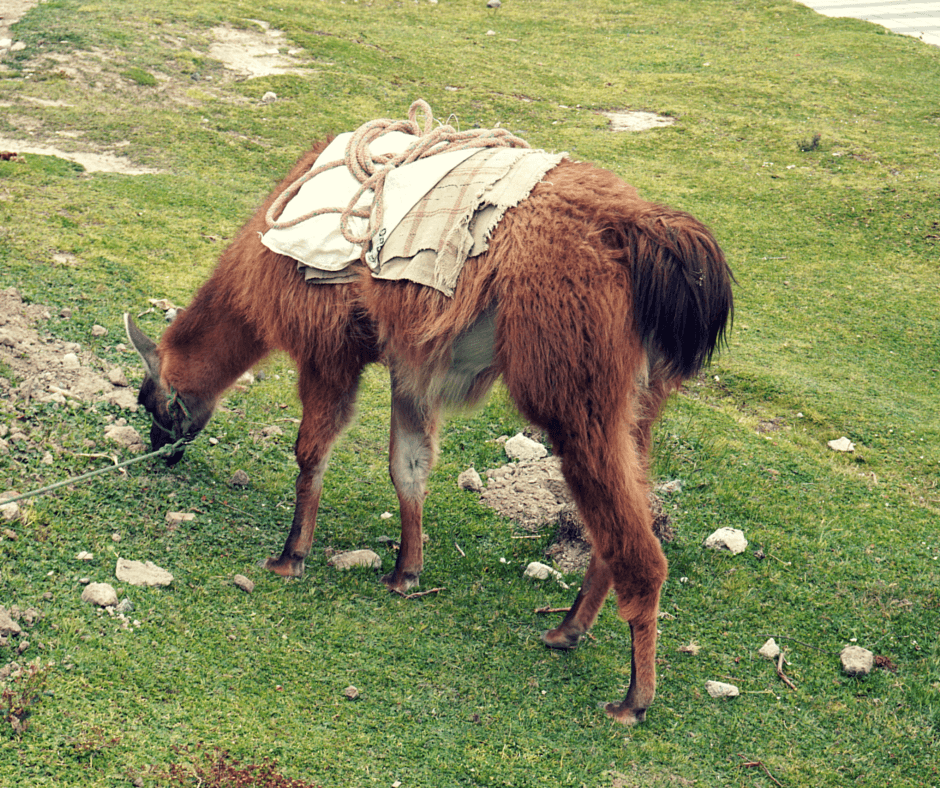 Ecuador tourist attractions usually involve llamas