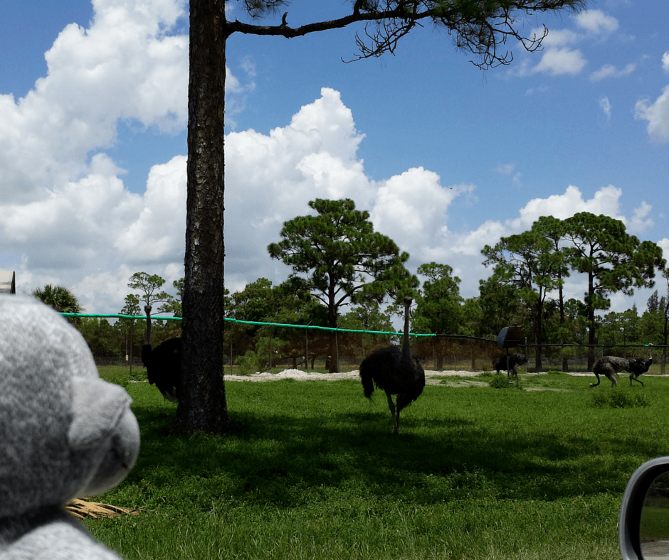 Buddy The Traveling Monkey Ode To Betsy
