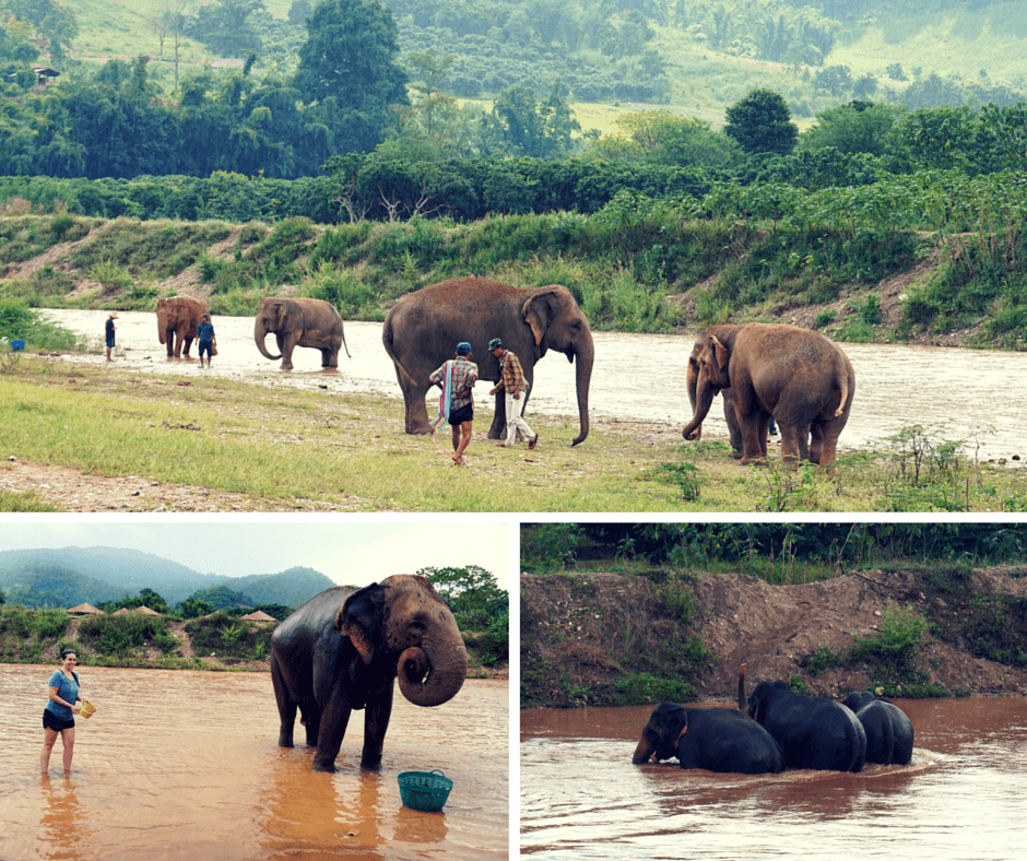 Giving the elephants a bath at Elephant Nature Park