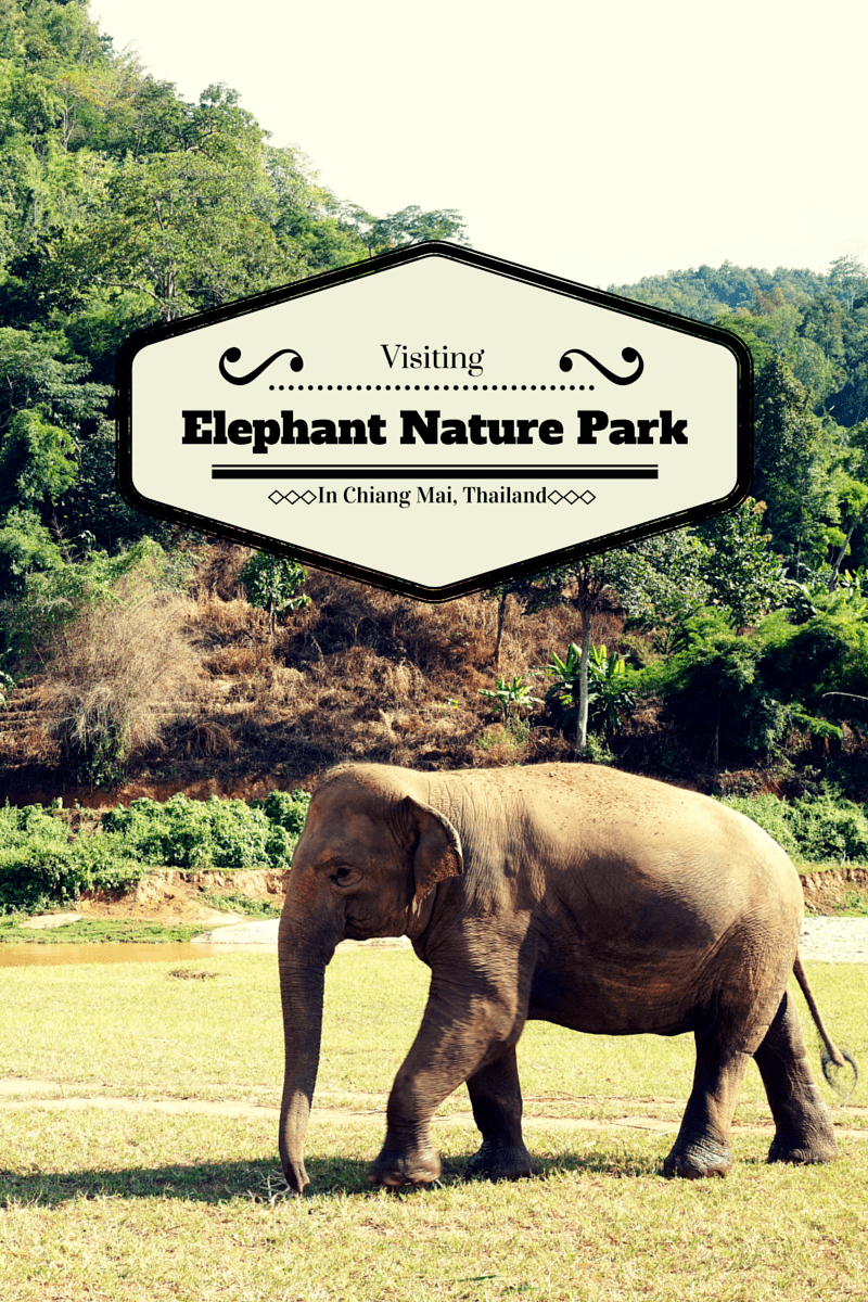 Experience elephants the right way by going to Elephant Nature Park in Chiang Mai, Thailand. It’s a fun, educational, and amazing experience.