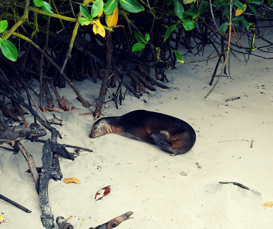 Sea Lion sleeping by the water in the Galapagos