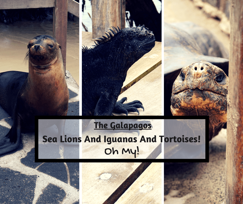 Galapagos Sea Lions Iguanas Tortoises