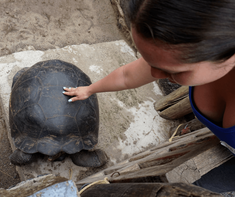 petting a tortoise in Tortoises in Centro de Crianza Arnaldo Tupiza, Isabela's Tortoise Breeding Center