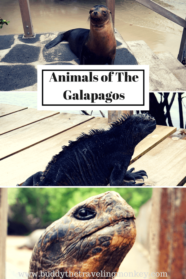 The Galapagos Islands have a variety of animals unlike anywhere else on the planet. Our favorites were the sea lions, iguanas, and tortoises.