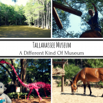 Tallahassee Museum: A Different Kind Of Museum