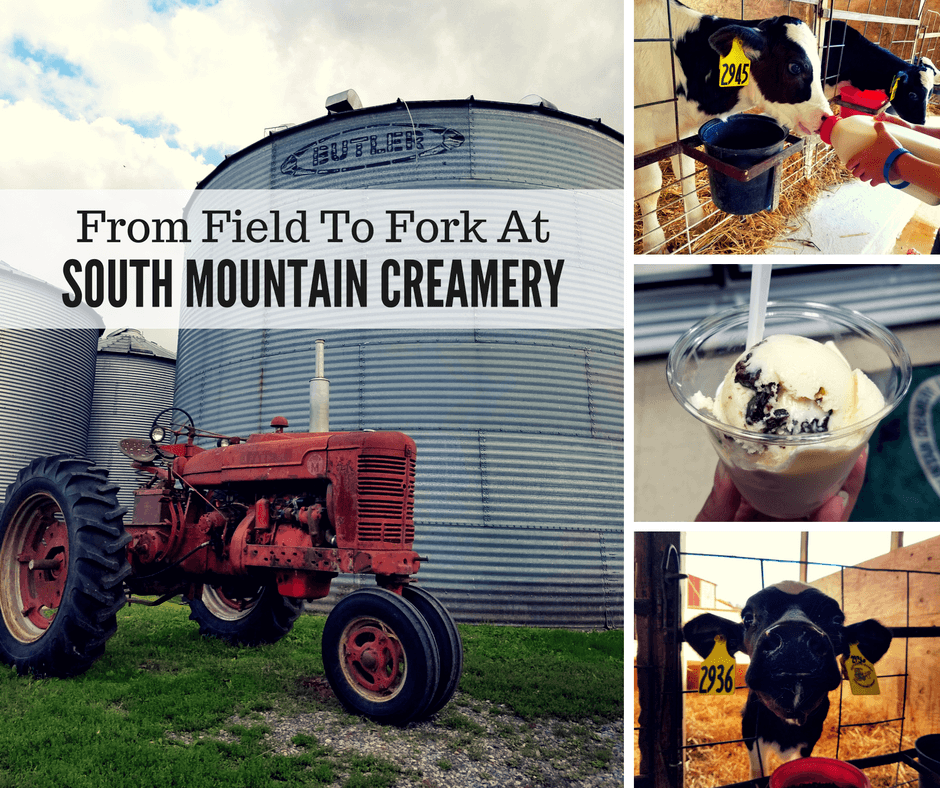 At South Mountain Creamery in Maryland, visitors can feed calves and have delicious ice cream and other products straight from the farm!