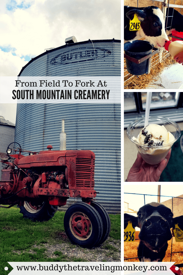 At South Mountain Creamery in Maryland, visitors can feed calves and have delicious ice cream and other products straight from the farm!