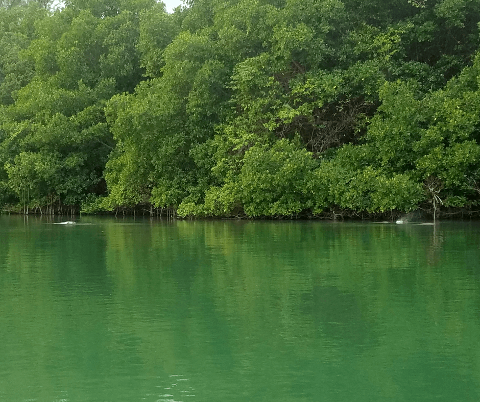 manatees in Lamar Lake Virginia Key