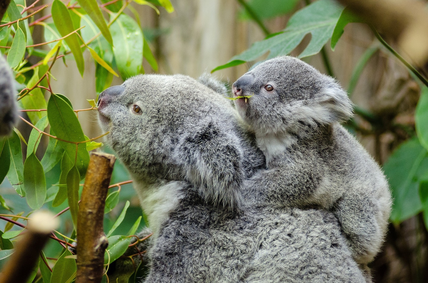 female-koala-and-her-baby
