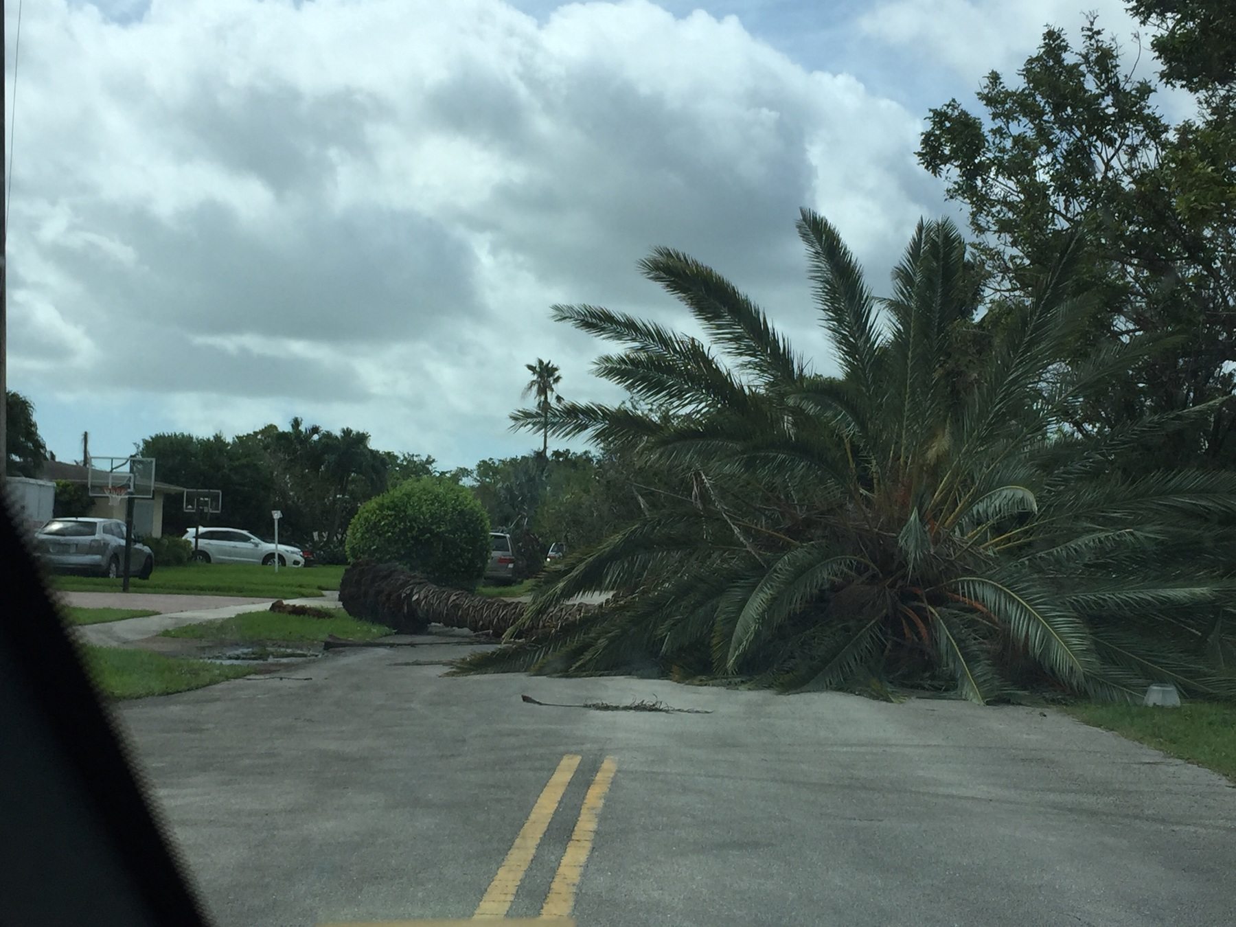 Fallen palm tree from Hurricane Irma