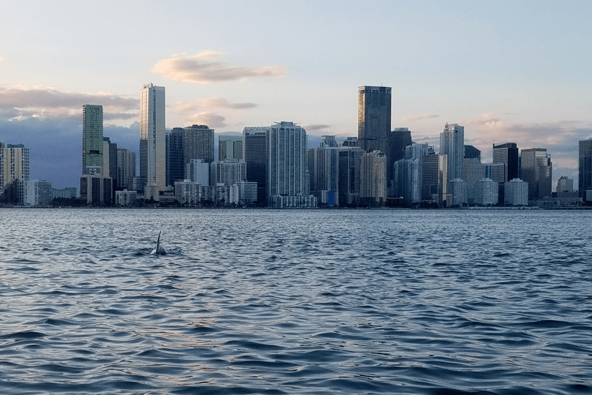 View of downtown Miami skyline and a dolphin
