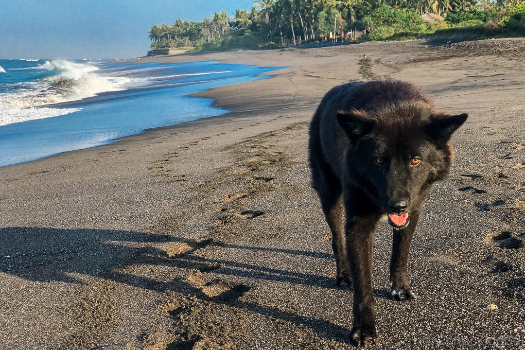 dog rescued in Bali now on beach