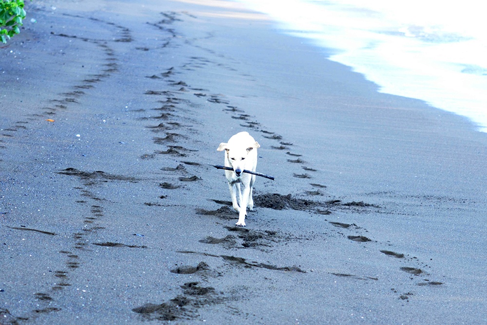 dog witha stick on a beach in Costa Rica