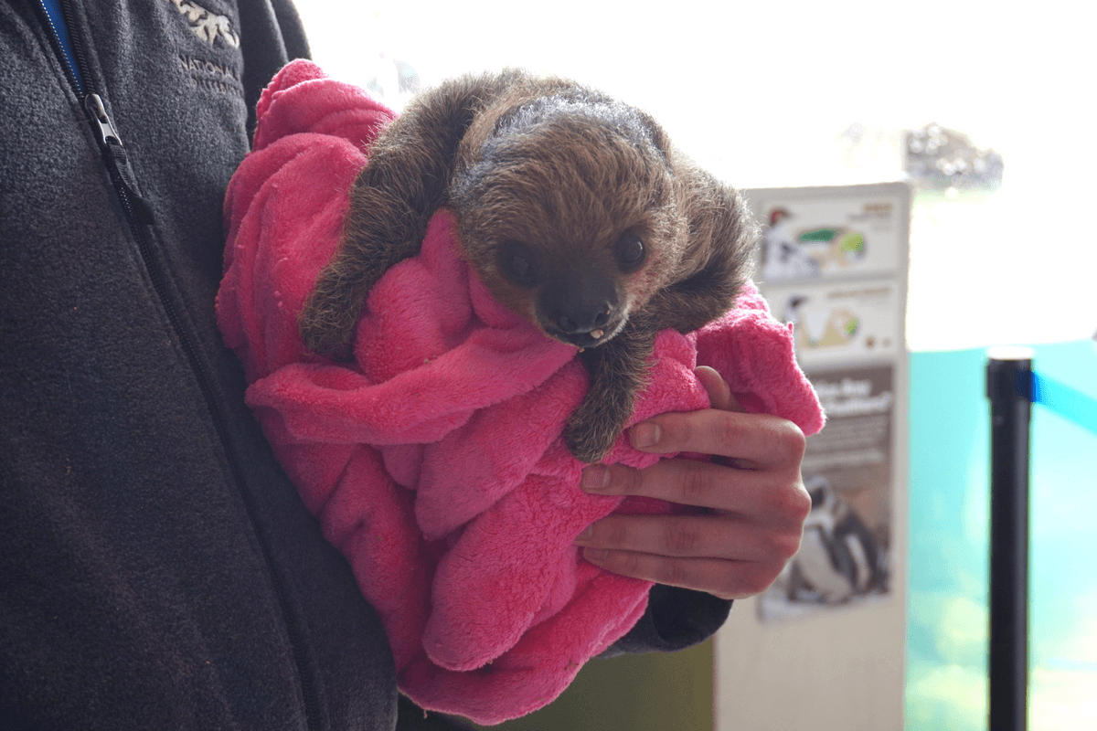 Baby sloth at the National Aviary