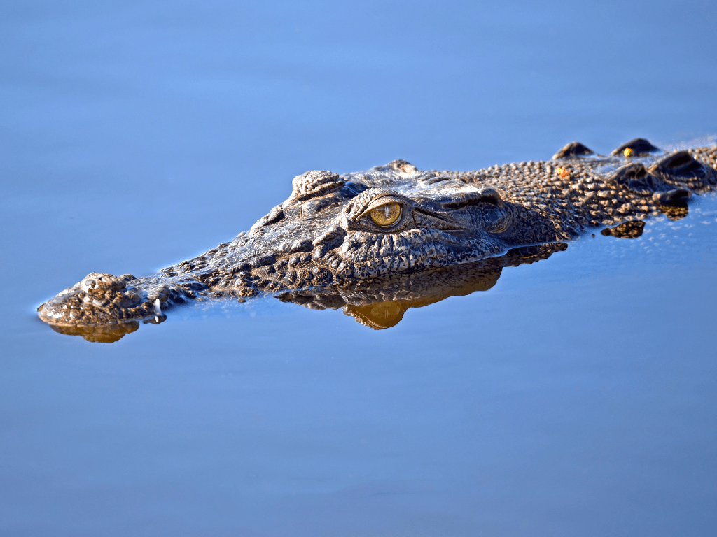 Australian crocodile is something we might see during our ultimate Australian road trip