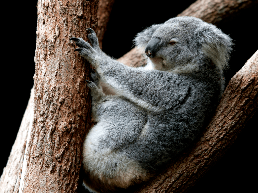 Get a koala cuddle at the Gorge Wildlife Park, a great place to see Adelaide wildlife.