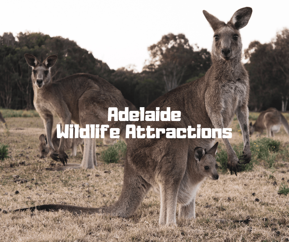 These Adelaide wildlife attractions will delight animal lovers! Get koala cuddles, feed kangaroos, and learn all about Australia's unique and diverse creatures!