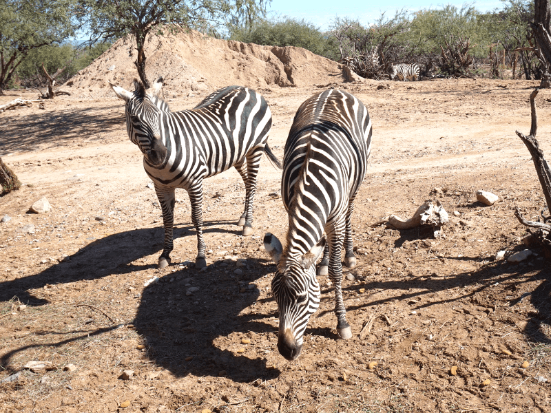 Zebras at Out of Africa Wildlife Park Arizona