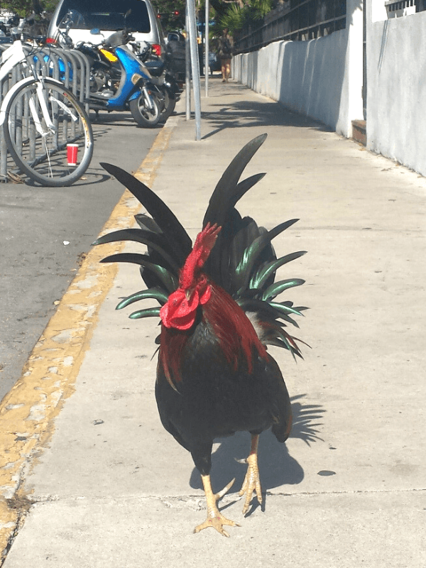 Rooster in Key West