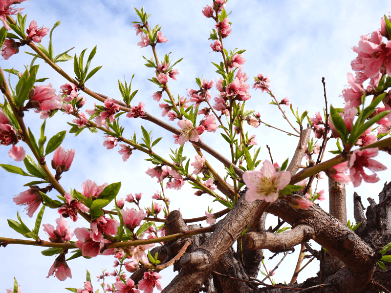 Peach blossoms at Schnepf Farms