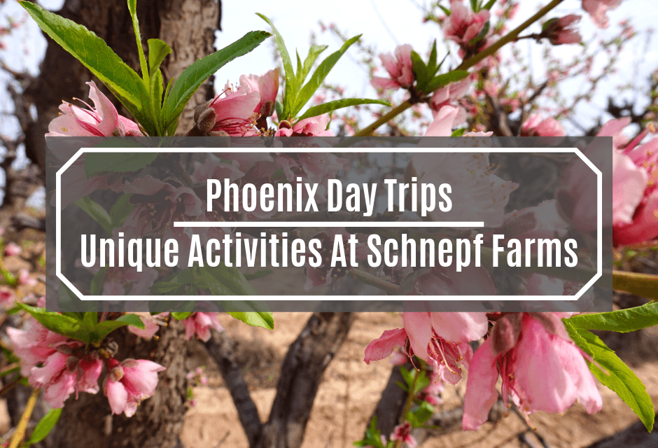 Phoenix Day Trips: Unique Activities At Schnepf Farms