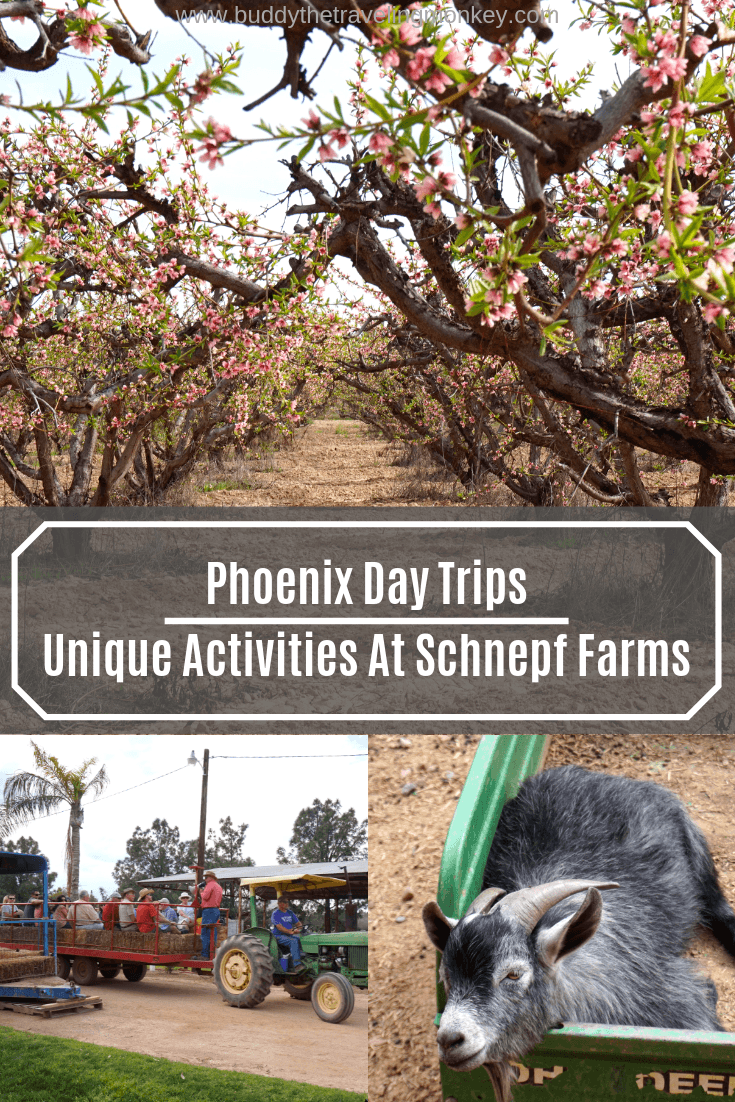 Looking for day trips from Phoenix? At Schnepf Farms, you can pick your own fruits and veggies, go on hayrides, pet farm animals, and more!