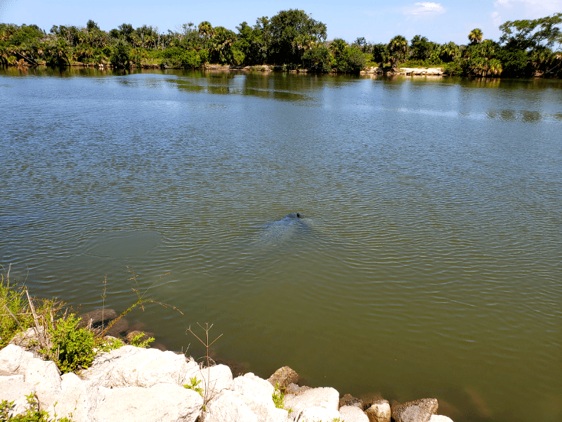 manatees at the observation deck at the Merritt Island Wildlife Refuge
