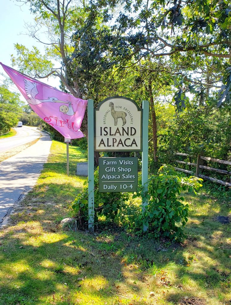 Island Alpaca Company is one of the top Martha's Vineyard attractions