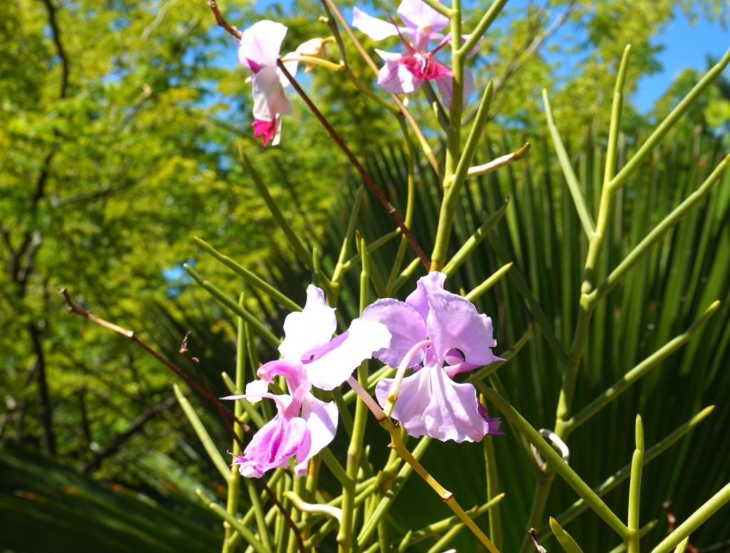 One of the free things to do in Miami is visit the Miami Beach Botanical Garden