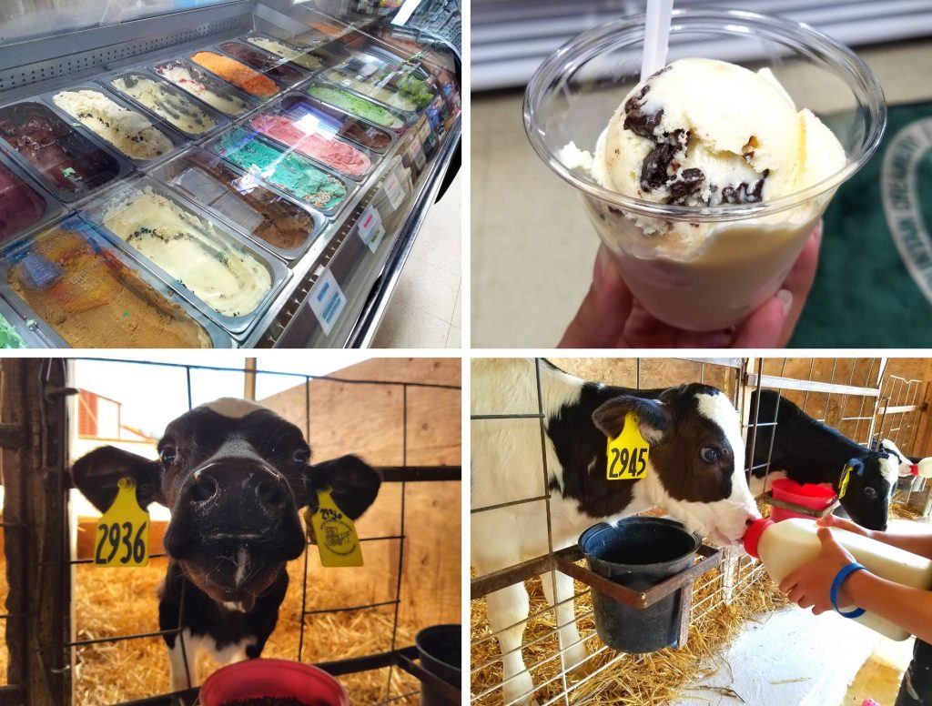 Cows and ice cream at South Mountain Creamer