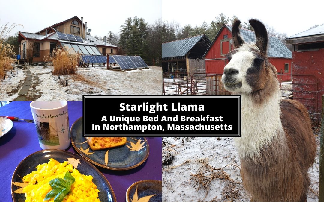 Starlight Llama Bed and Breakfast is a unique solar powered Northampton bed and breakfast in Western Massachusetts. Stay off-grid with llamas!