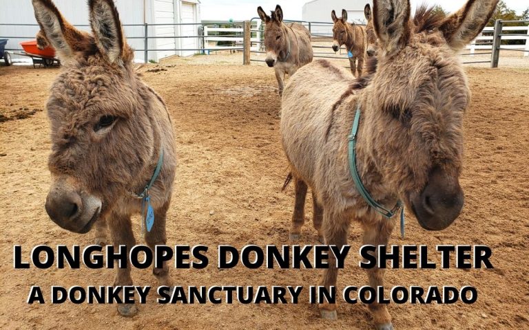 Longhopes Donkey Shelter: A Donkey Sanctuary In Colorado
