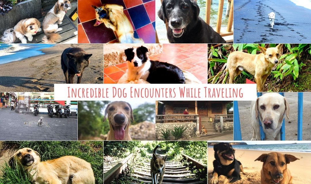 Incredible Dog Encounters While Traveling