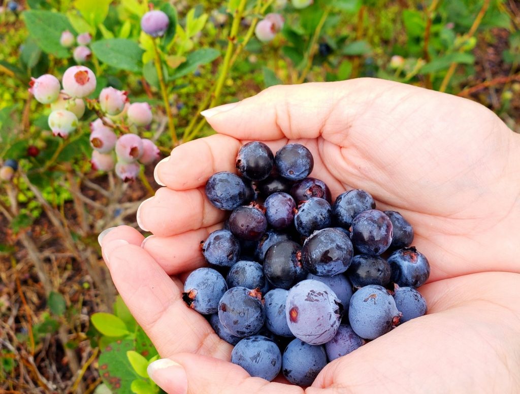 popular day trips from Orlando include picking blueberries at Cavallo Farm and Market