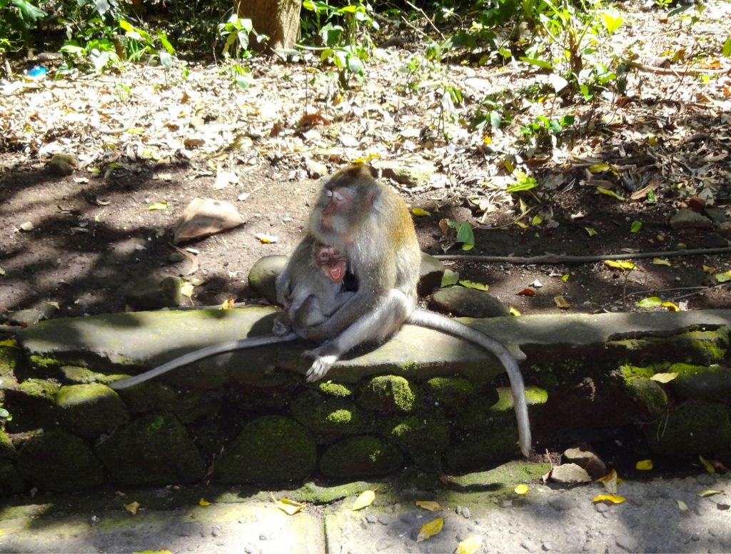 Sacred Monkey Forest in Bali