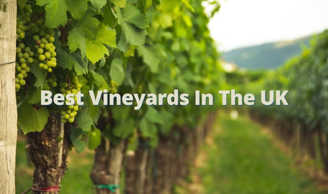 Best Vineyards In The UK