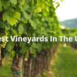 Best Vineyards In The UK