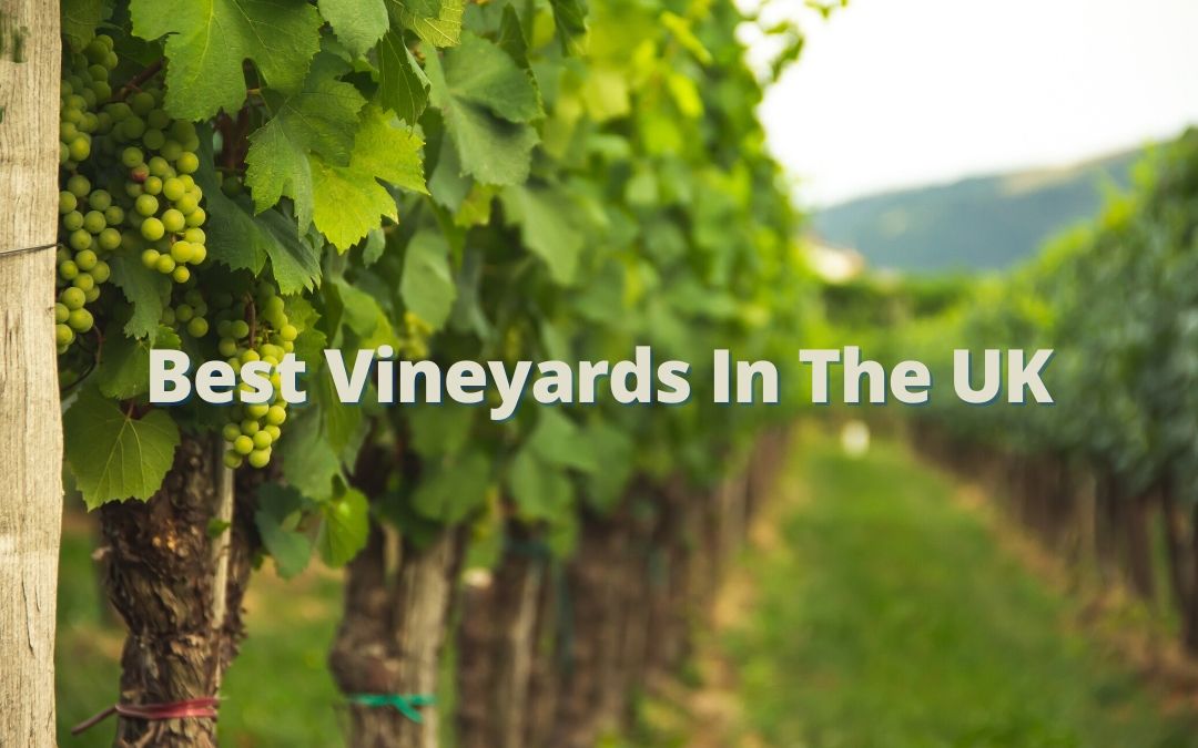 Learn about the newest and best vineyards in the UK. These award winning wineries rival their European neighbors and offer tours and tastings.