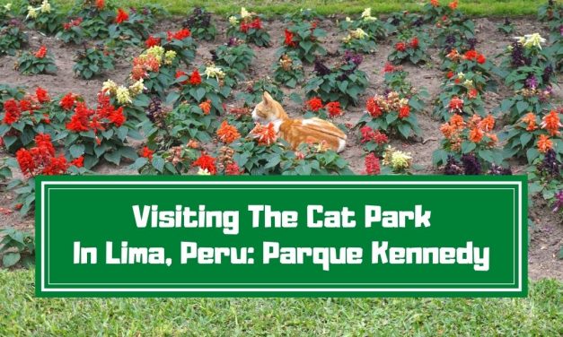 Visiting The Cat Park In Lima, Peru: Parque Kennedy