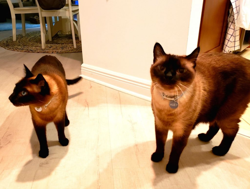 Beautiful Siamese cats we took care of while house sitting