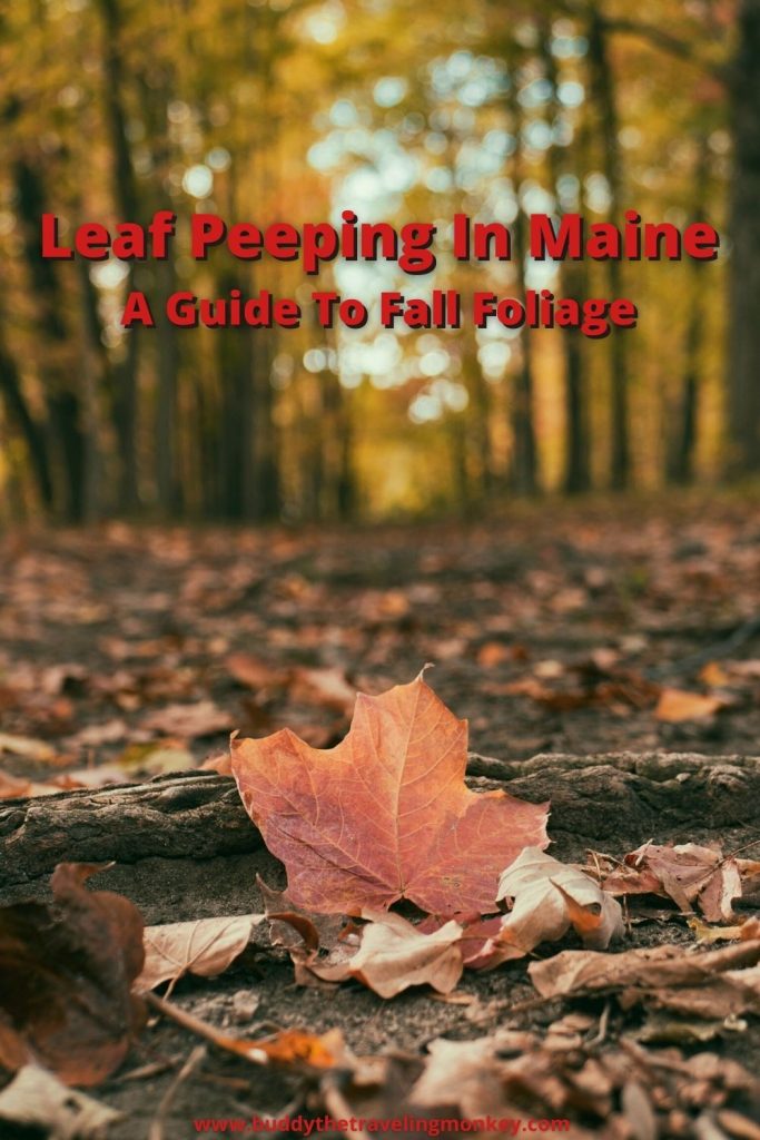Want to see beautiful fall foliage in Maine? Our guide provides peak times and the best places to go leaf peeping in Maine.