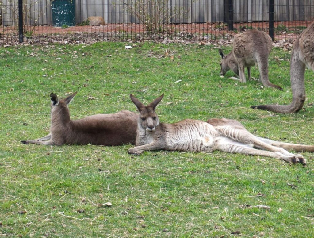 Kangaroos at the Fort Wayne Children’s Zoo